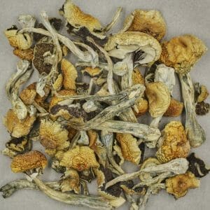 Magic Mushroom South American