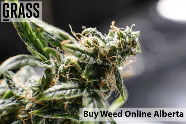 Buy weed online Alberta