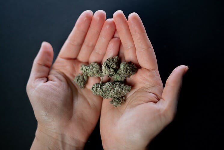 Cannabis weed strain