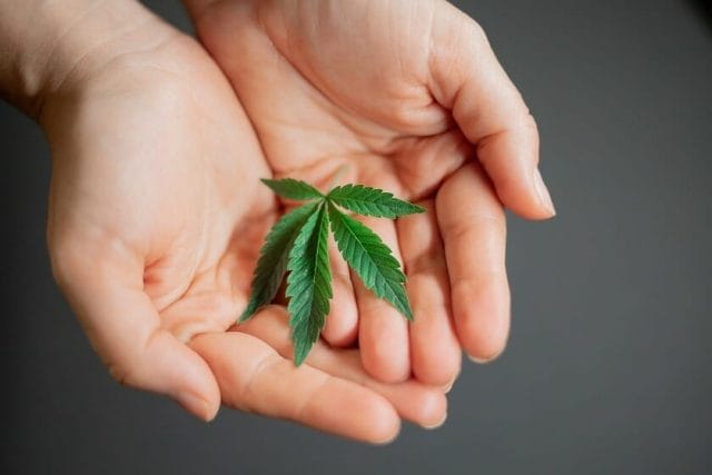 Hybrid Cannabis Strains