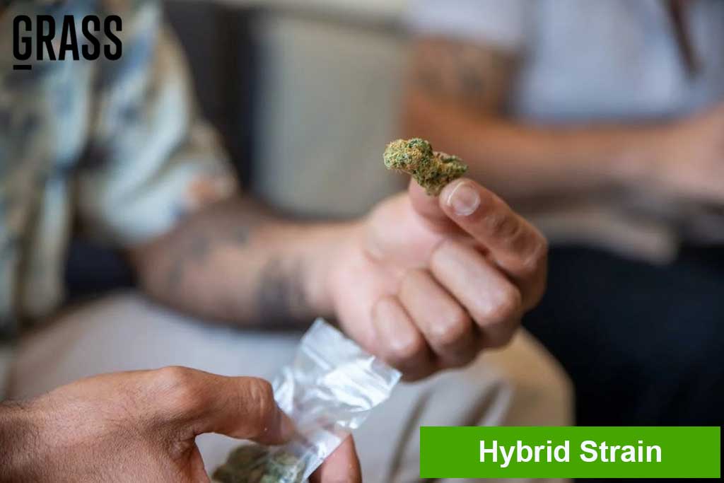 hybrid strain