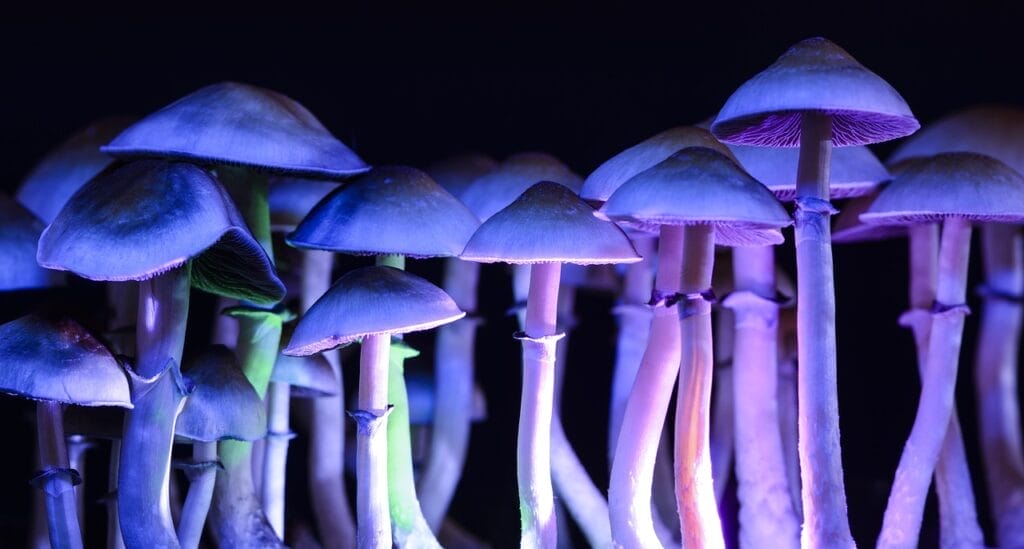 Psilocybin and Magic Mushrooms Effects and Risks