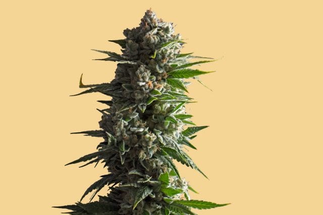 what does hybrid weed do?